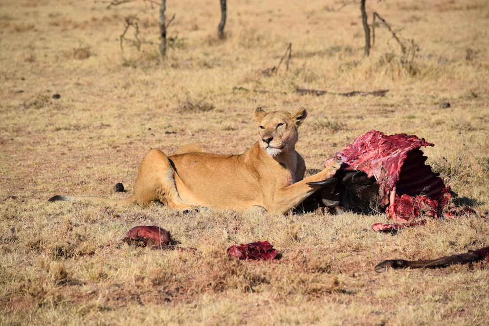 leonessa che mangia carne animale