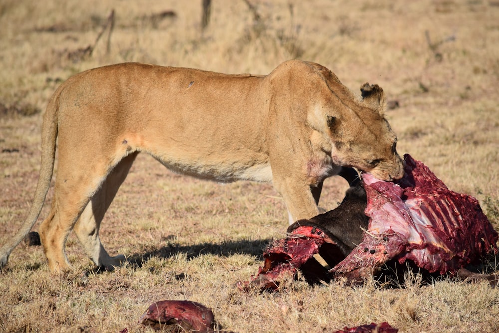 lioness eating meat at daytime
