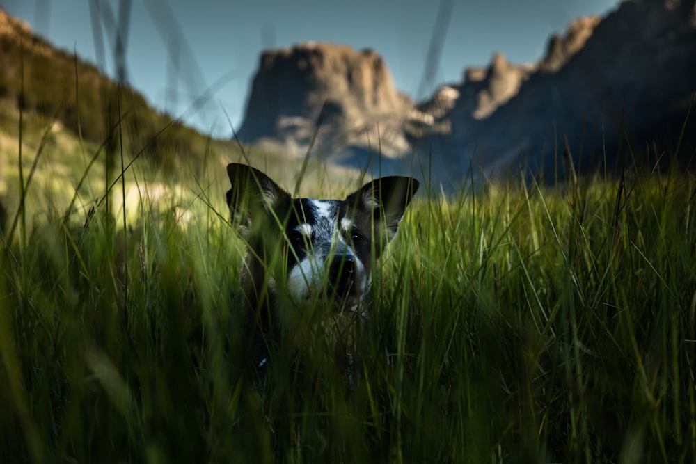 white and black dog hiding on grass field