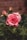 pink roses bloom with water drops