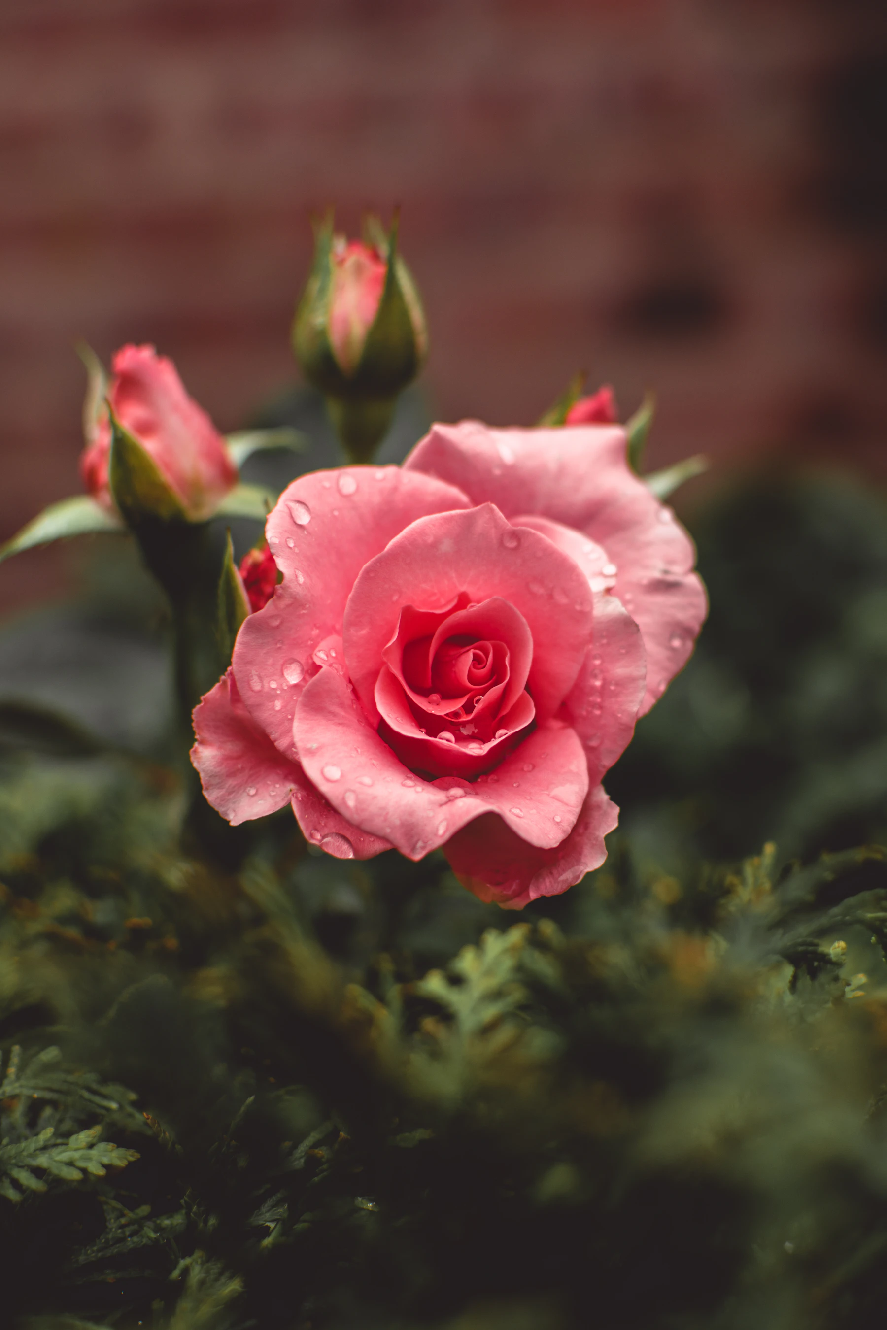 A pink rose and two buds beaded with raindrops in front of a brick wall
