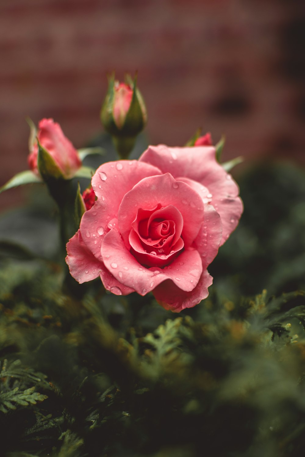 rosas cor-de-rosa florescem com gotas de água