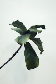 green leafed plant