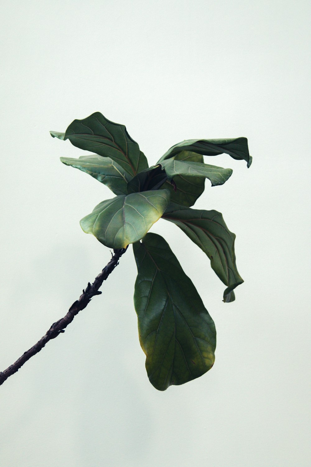 planta de hojas verdes