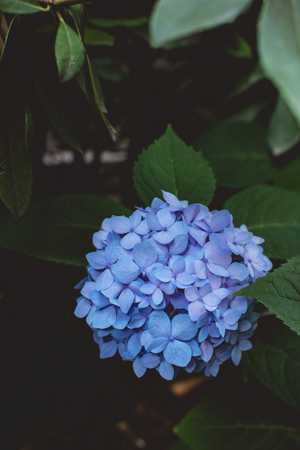 planta de folhas verdes com flores roxas