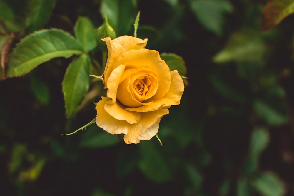 yellow rose in shallow focus photography