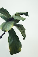 green leafed plant during daytime
