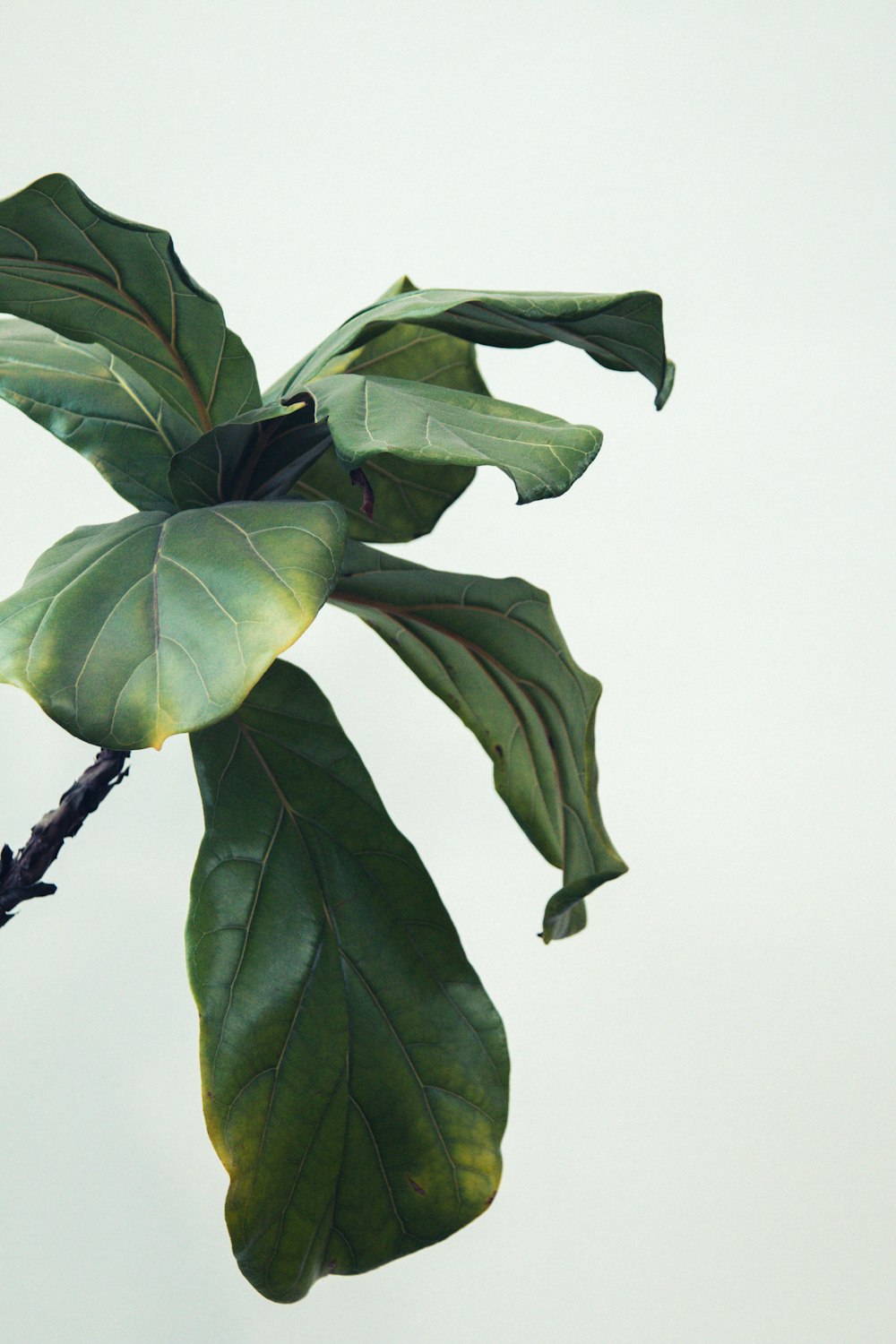 pianta a foglia verde durante il giorno