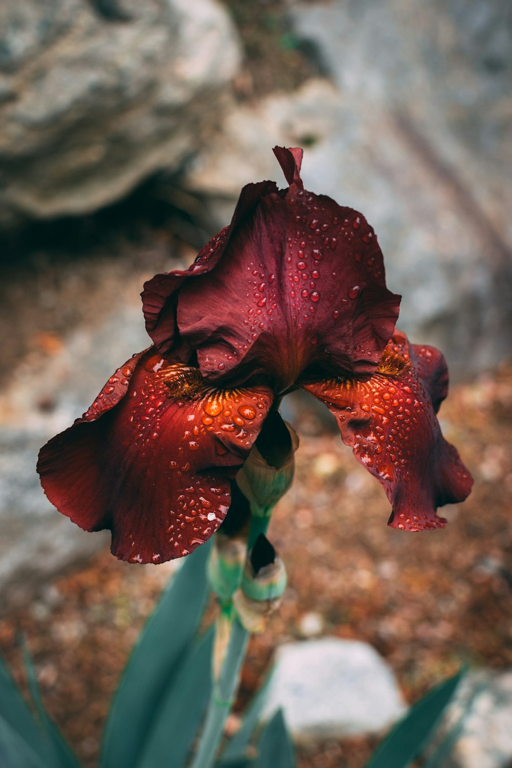 red-petaled flower