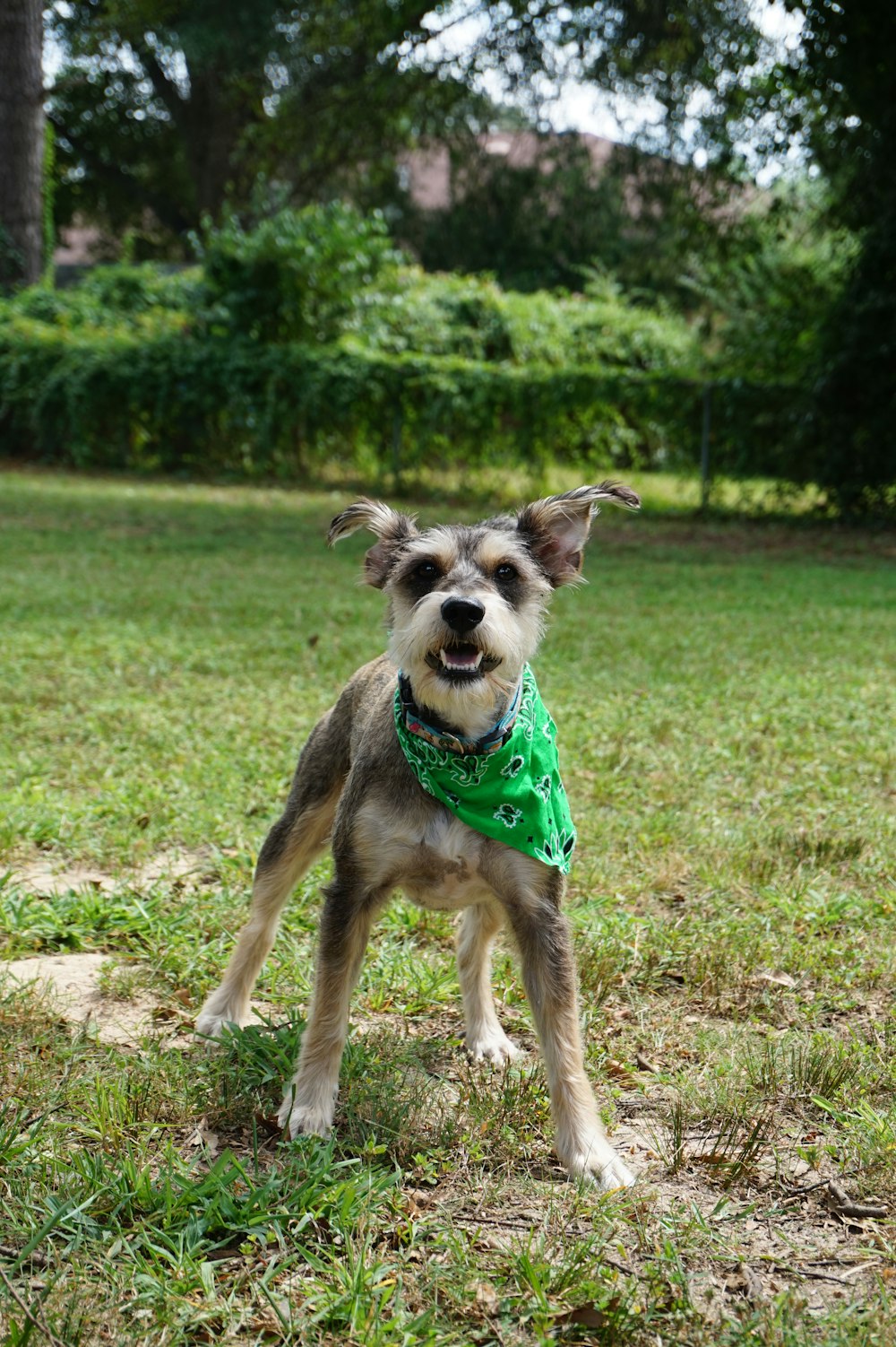 adult gray and black miniature Schnauzer