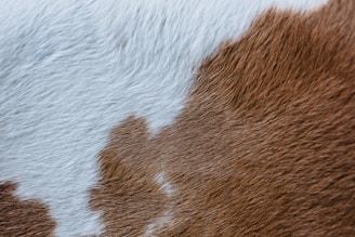 a close up of a brown and white cow's fur