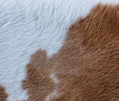 a close up of a brown and white cow's fur