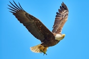 American Bald Eagle flying on sky