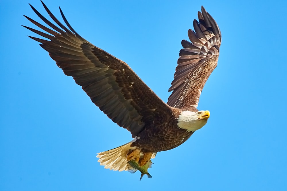 空を飛ぶアメリカハクトウワシ