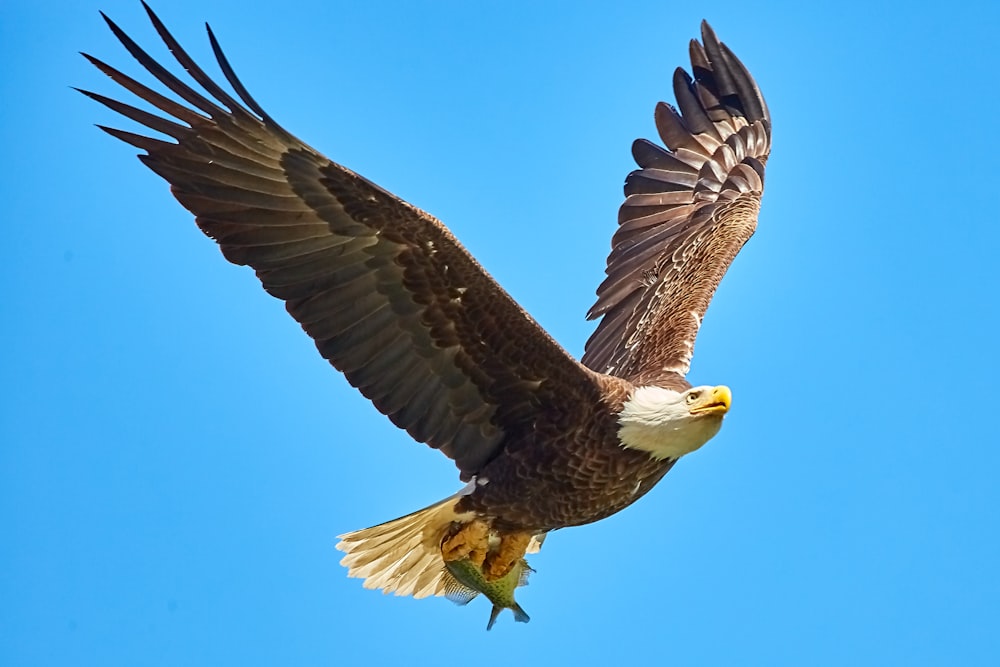 American Bald Eagle flying on sky