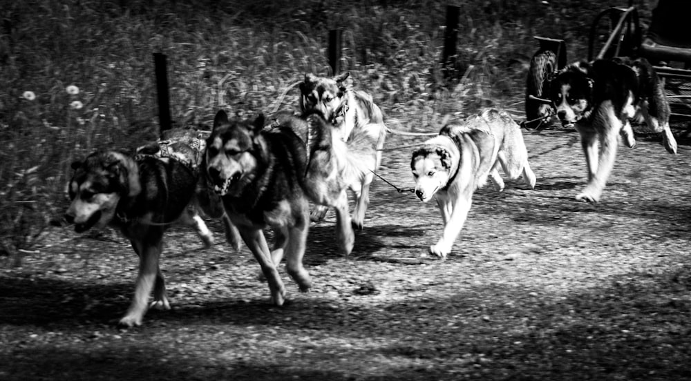 grayscale photography of running dogs