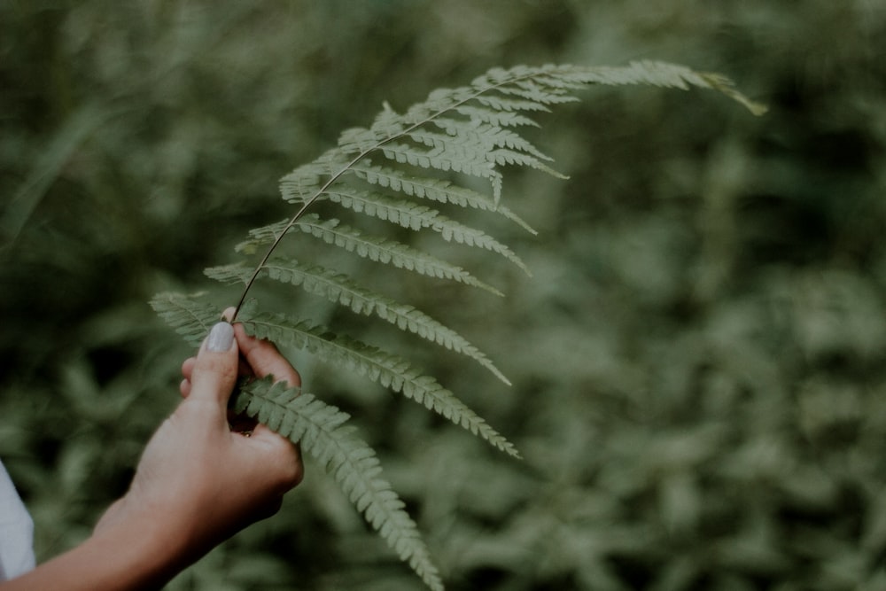 a person holding a plant in their hand