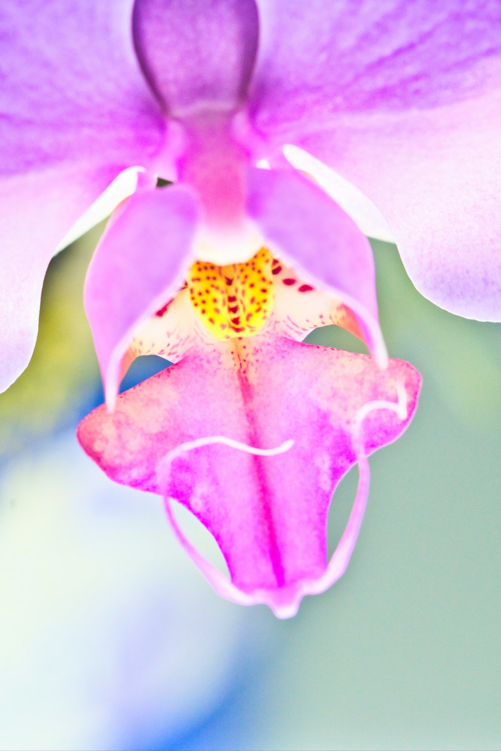 Nahaufnahme der lila Orchidee