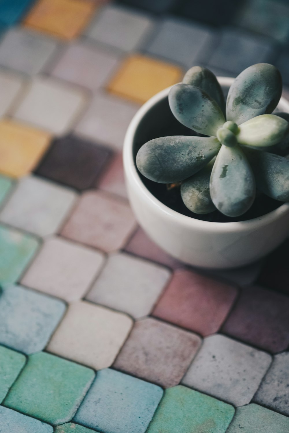 person taking photo of green succulent