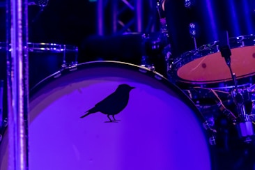 A close-up of a bass drum with a silhouette of a bird on its surface. The drum is part of a larger drum kit and is surrounded by various components, including stands and cymbals. The scene is illuminated with blue and purple lighting, creating a vibrant and atmospheric effect.