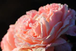 A close-up of dew-kissed petals in the early morning light at Rosie's Garden.