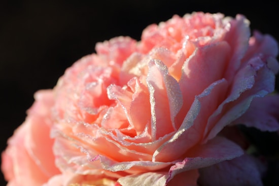 A close-up view of a delicate pink rose covered in morning dew droplets, with a soft focus on the petals that highlights their texture and color gradient from light pink to deeper pink shades.
