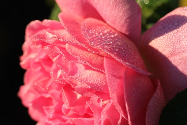 Close-up of a delicate pink rose with dewdrops on its petals.