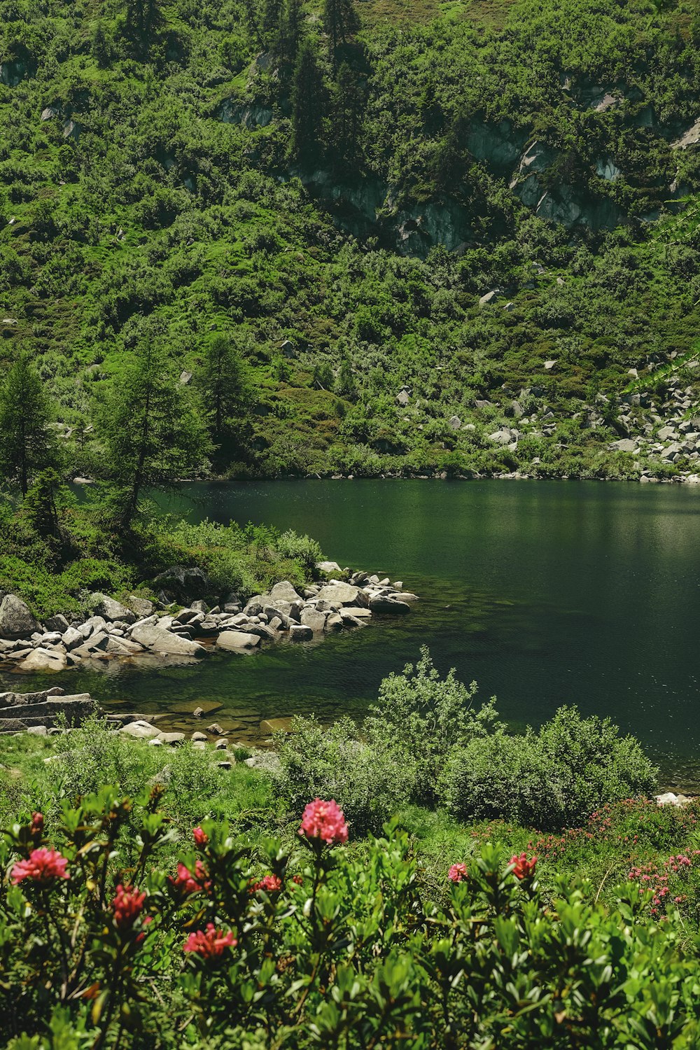 lake in forest