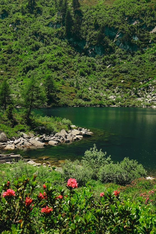 lake in forest in Valle Rendena Italy