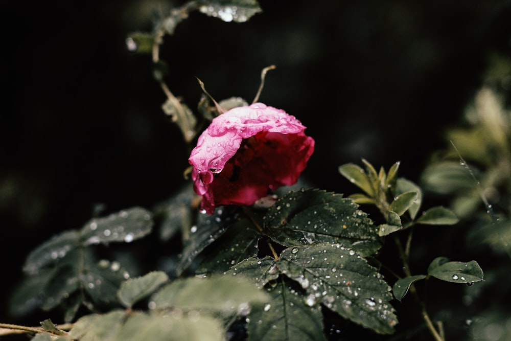 green leafed plant with pink flower