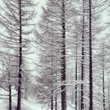 Tall trees are covered in a blanket of snow, creating a serene winter scene. The branches are barren and stark, accentuated by the snow that clings to them.