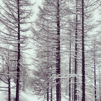 Tall trees are covered in a blanket of snow, creating a serene winter scene. The branches are barren and stark, accentuated by the snow that clings to them.