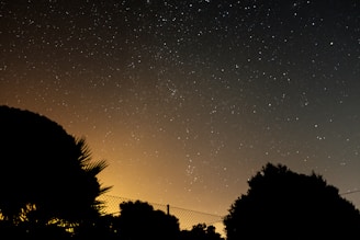 silhouette trees under night sky