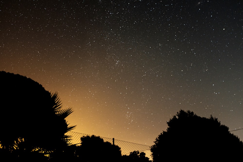 silhouette trees under night sky