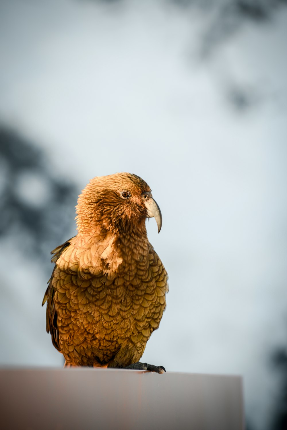 Selektive Fokusfotografie des braunen Vogels