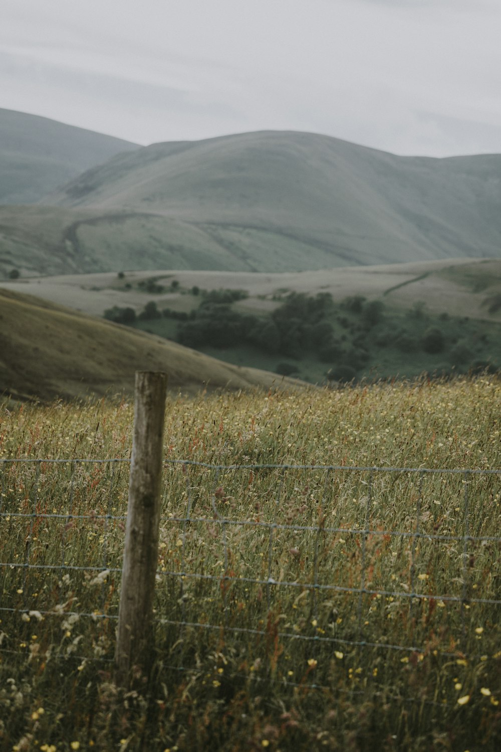 campos de flores brancas perto das montanhas durante o dia