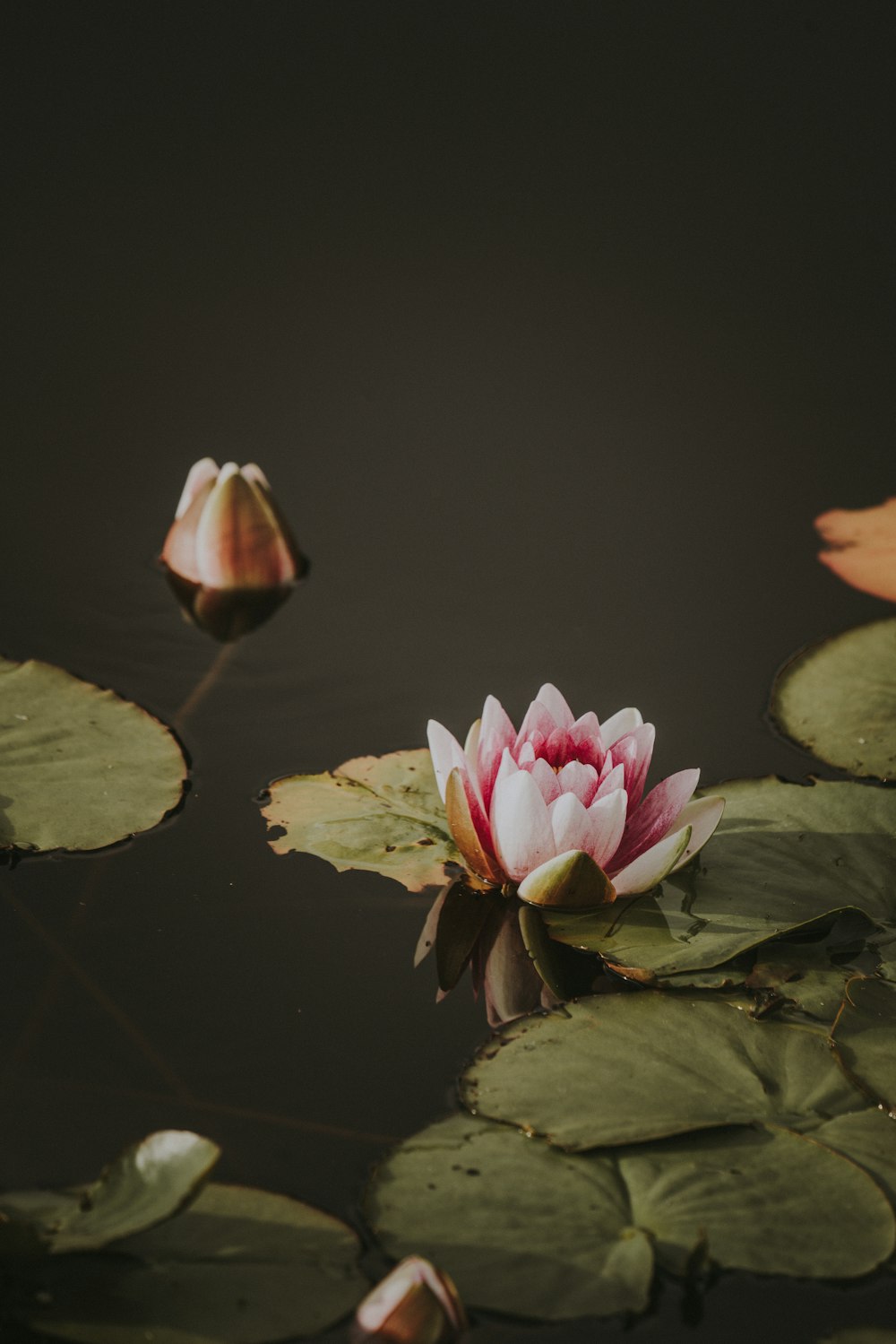 Person zeigt rosa Blume im Teich