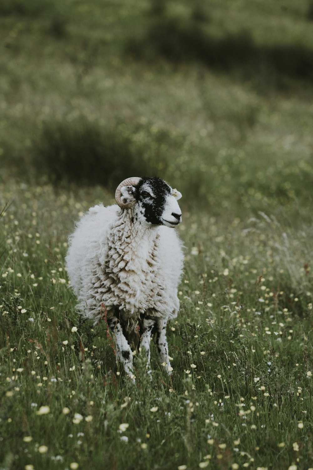 selective focus photo of white ram