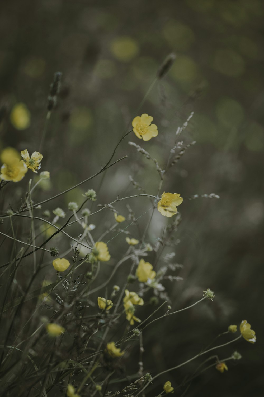 yellow flowers