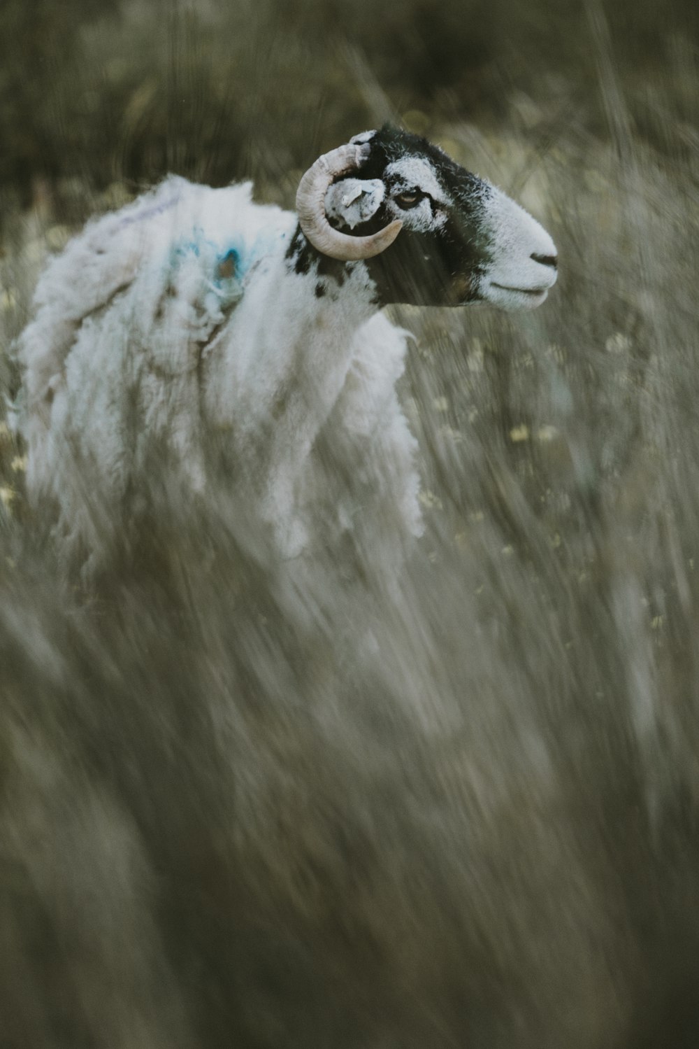 white and black goat eating grasses