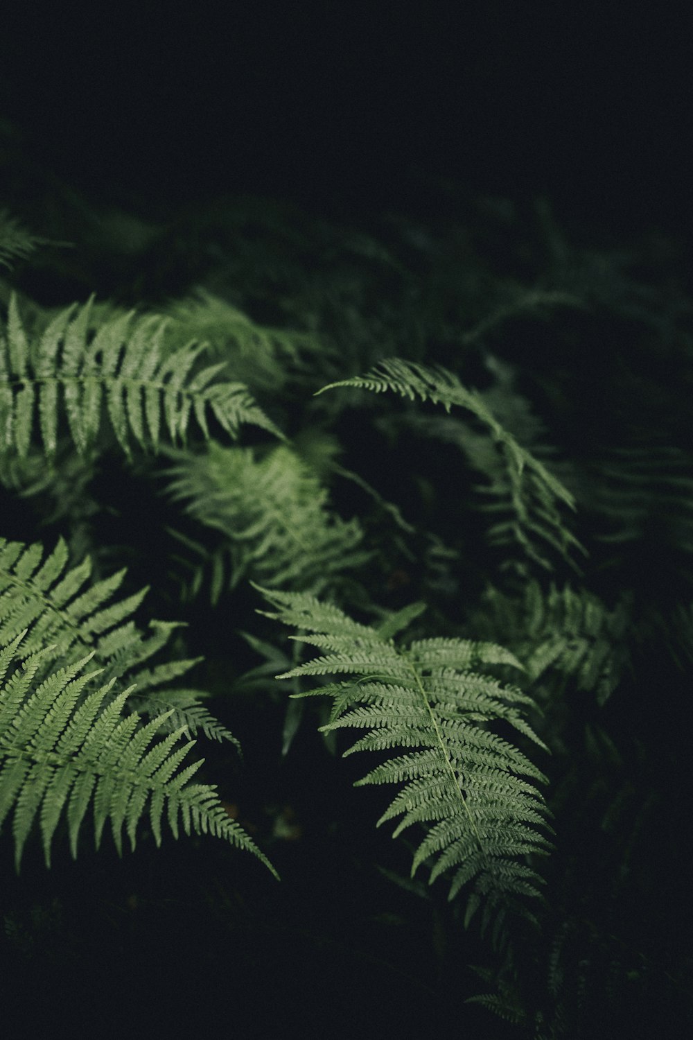 녹색 식물의 틸트 시프트 렌즈 사진