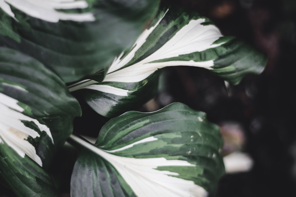 selective focus photography of green leafed plant