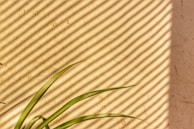 Diagonal shadows cast by blinds create a striped pattern across a beige wall. Green leaves emerge from the bottom left corner, contrasting with the warm tones of the wall.