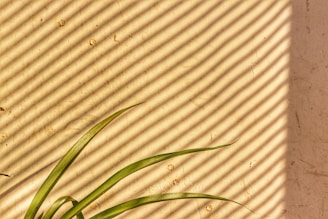 Diagonal shadows cast by blinds create a striped pattern across a beige wall. Green leaves emerge from the bottom left corner, contrasting with the warm tones of the wall.