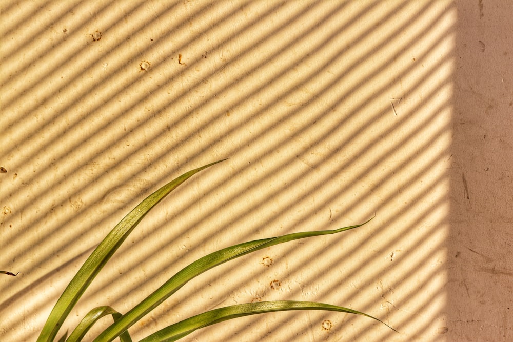 a plant casts a shadow on a wall