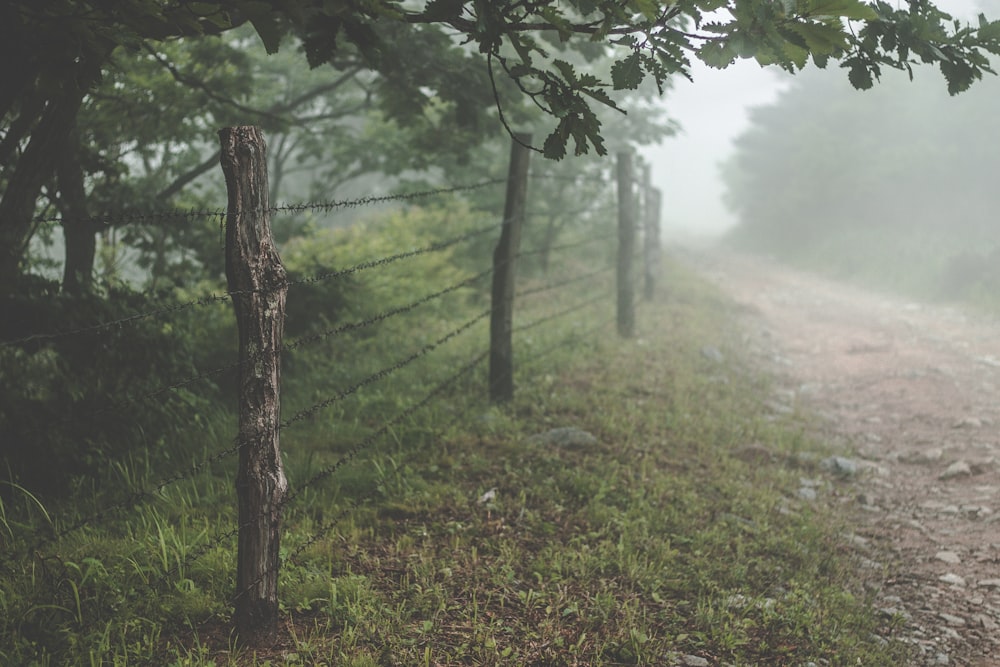 landscape photo of foggy trees