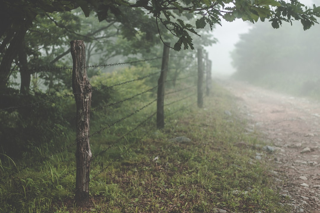 travelers stories about Forest in Mayak Gamova, Russia