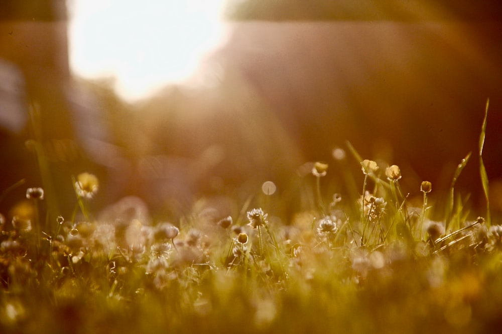 closeup photography of flowers