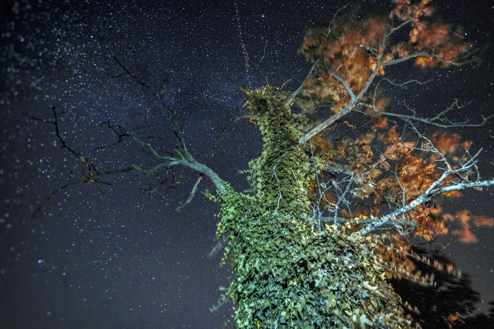 Árbol verde y naranjo bajo la noche estrellada