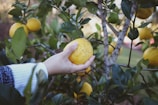 person holding yellow fruit